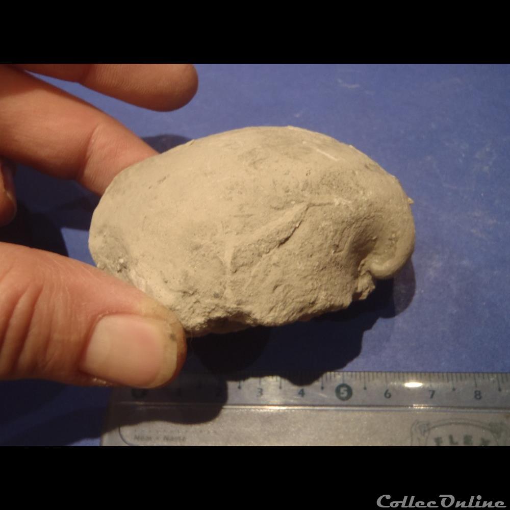 coquillage fossile invertebre indetermine