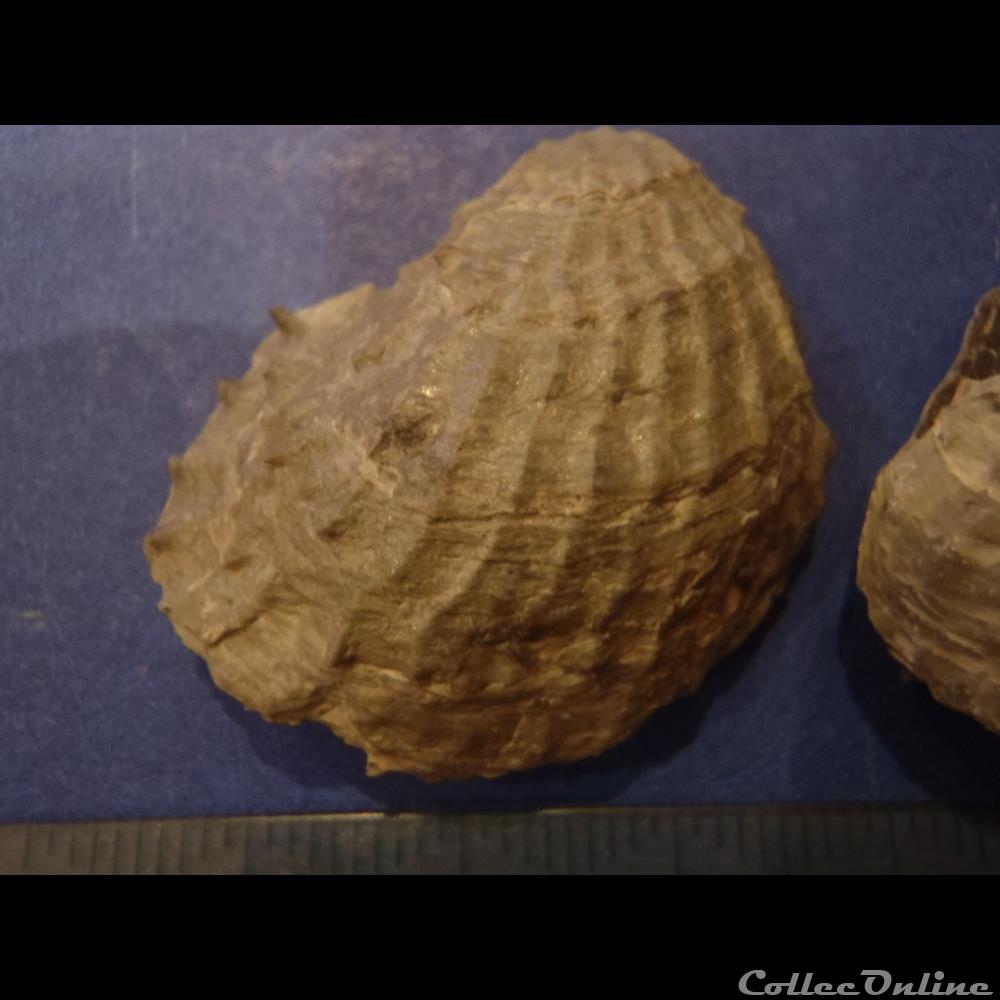 Plicatula radiola 3 coquillage fossile invertebre plicatula radiola 3