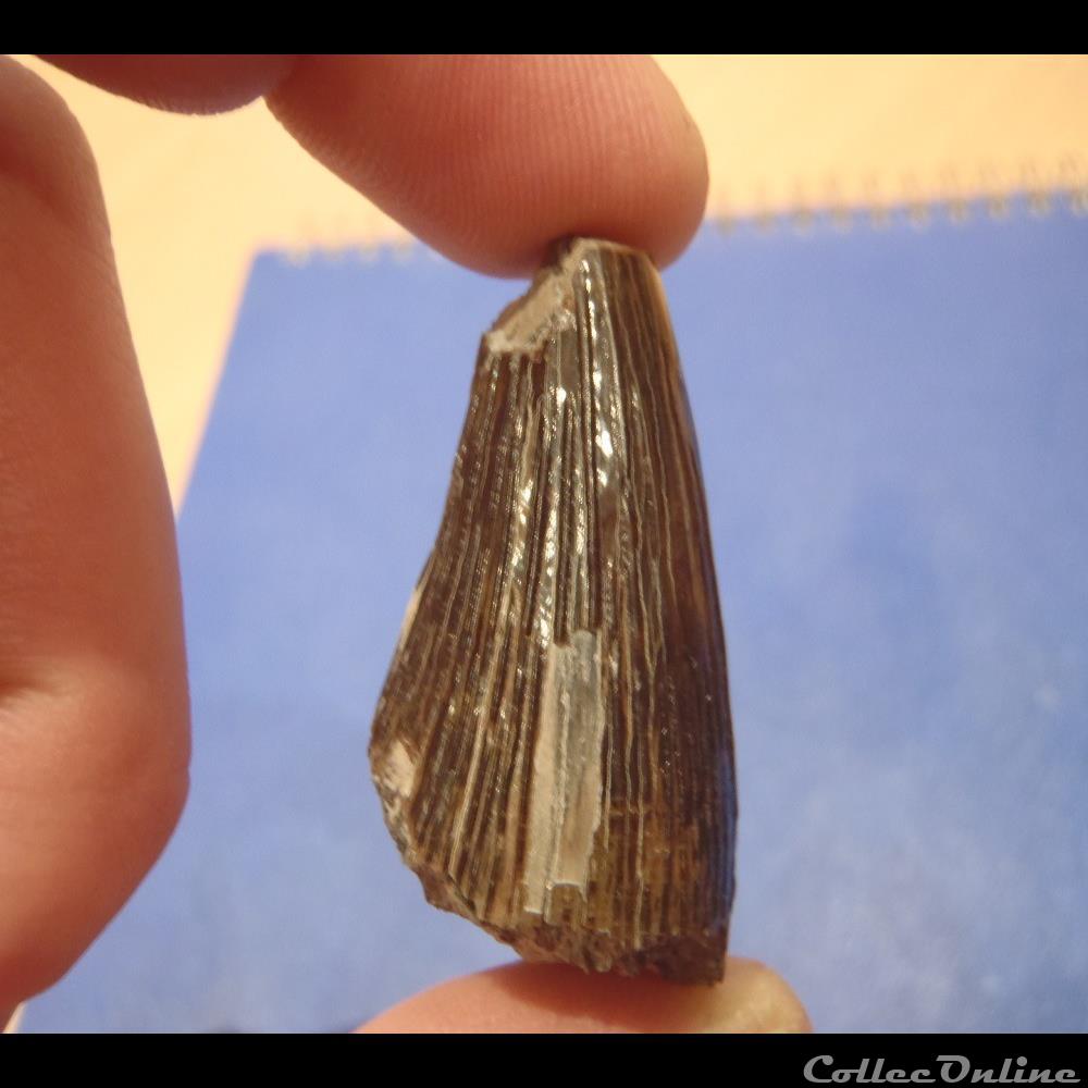 Dent indéterminée 2 coquillage fossile invertebre dent indeterminee