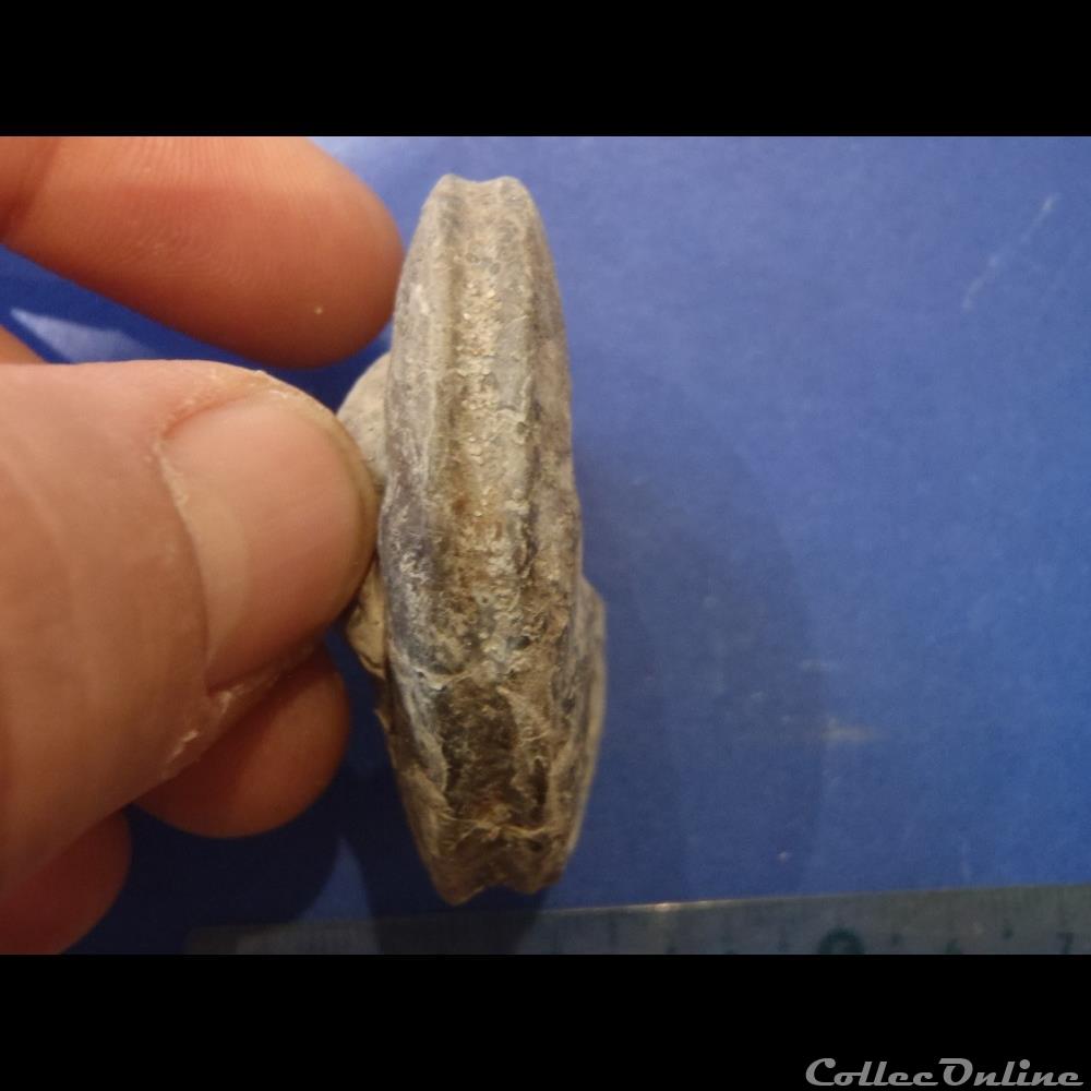 Ammonite indéterminée 15 coquillage fossile ammonite indeterminee 15