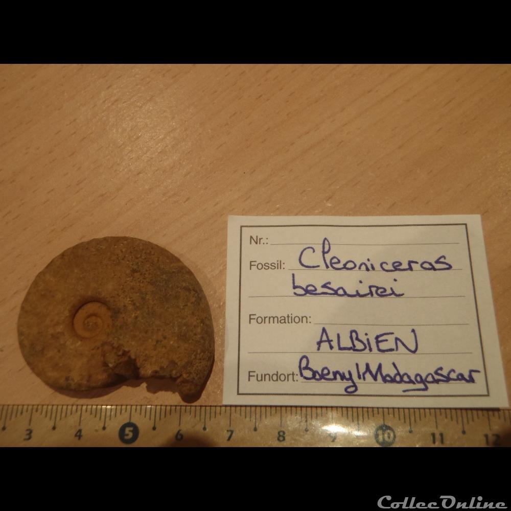 coquillage fossile invertebre cleoniceras besarei 3