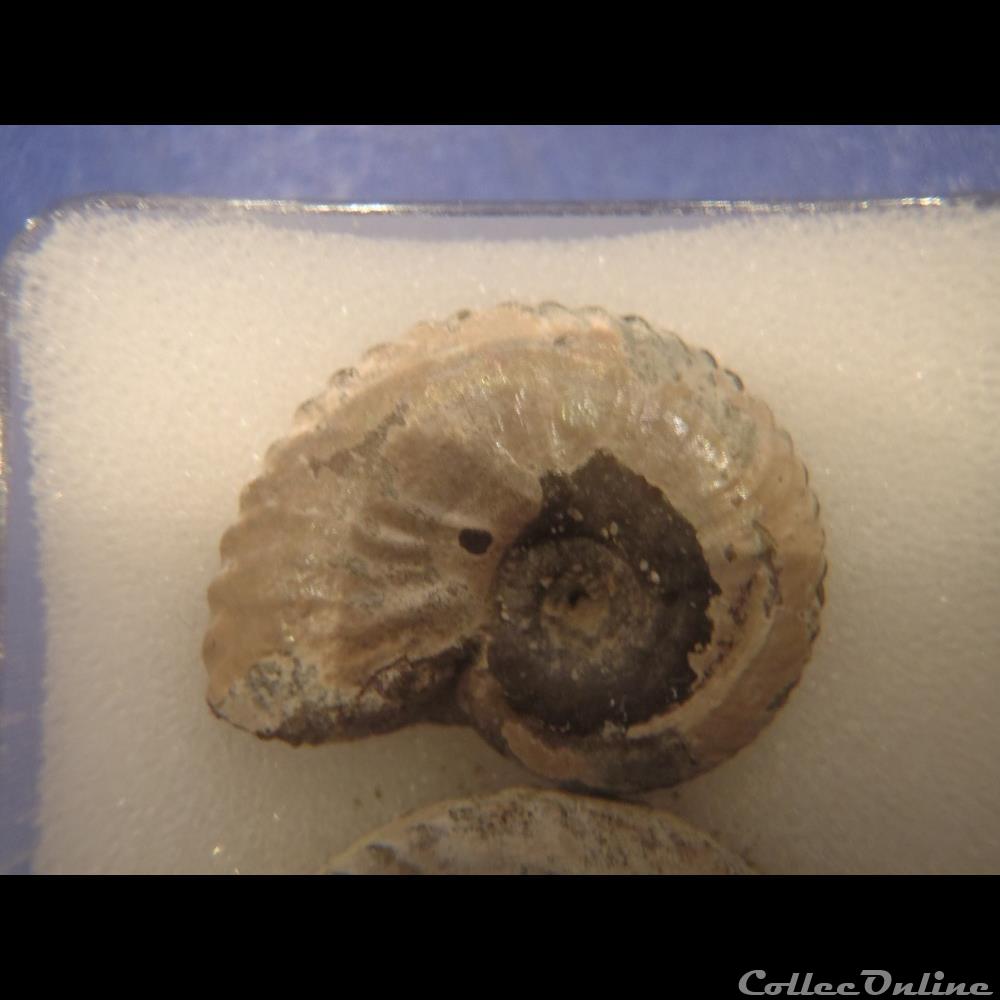 coquillage fossile invertebre anahoplites