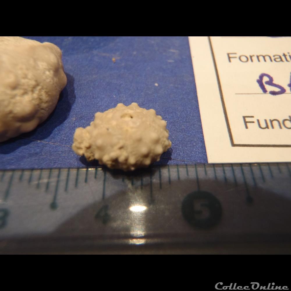 Rhabdocidaris capeoides 4 coquillage fossile invertebre rhabdocidaris capeoides
