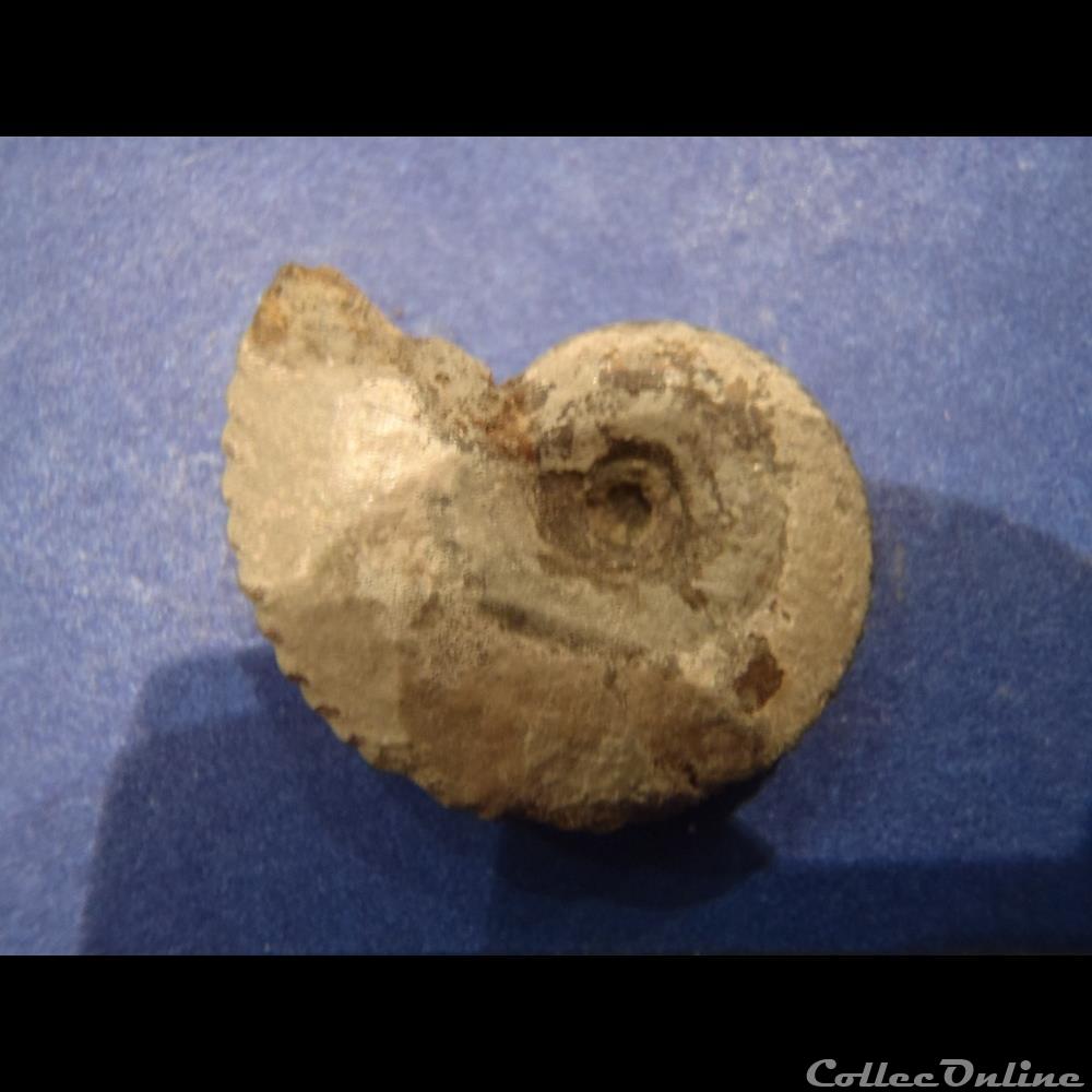 Anahoplites planus 8 coquillage fossile invertebre anahoplites planus 8