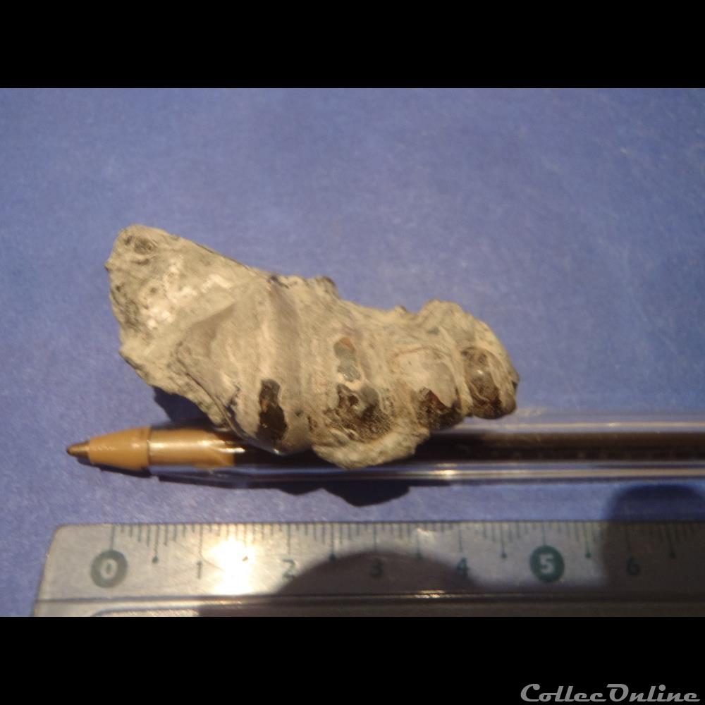Gastéropode indéterminé coquillage fossile invertebre gasteropode indetermine