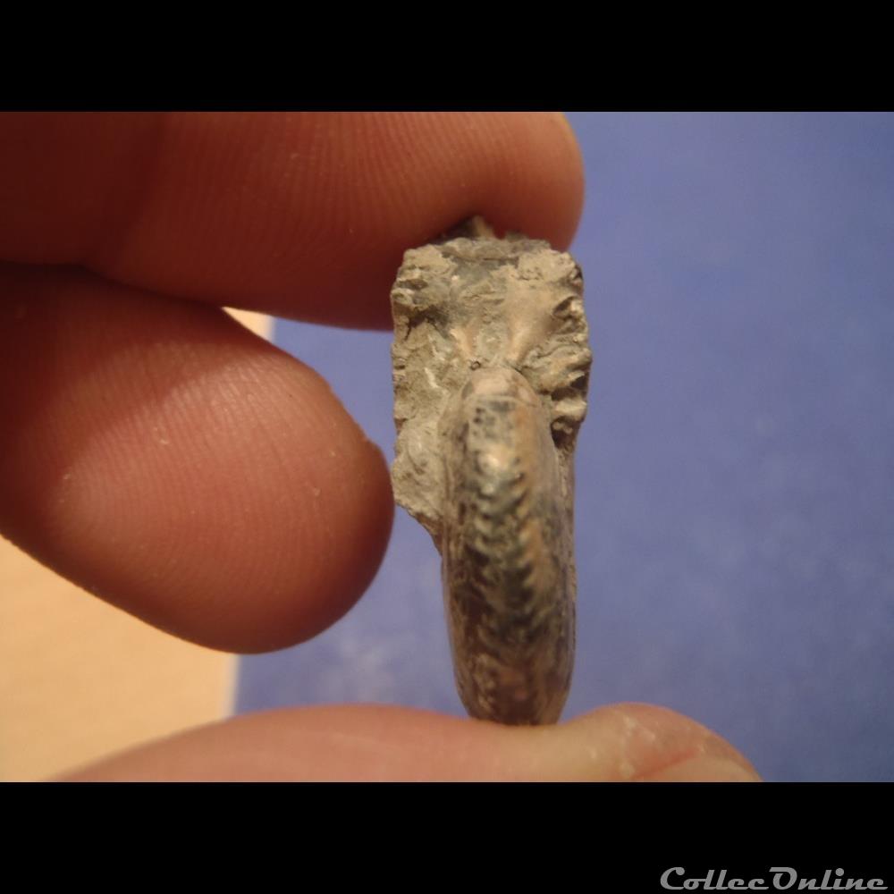 coquillage fossile invertebre ammonite indeterminee 14