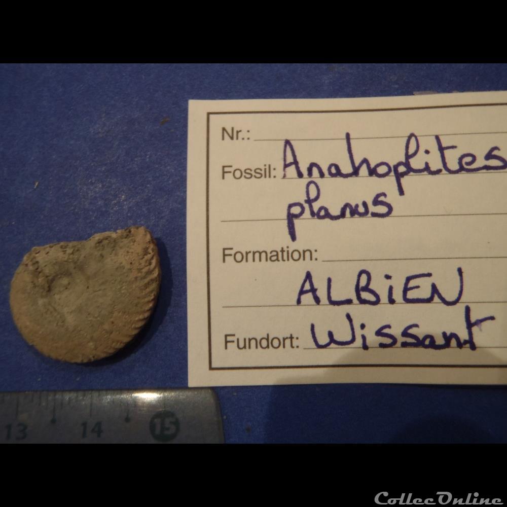 Anahoplites planus 7 coquillage fossile anahoplites planus 7