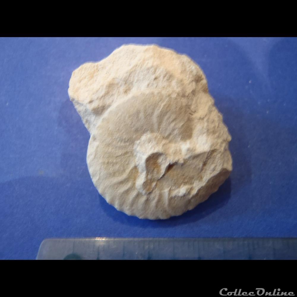coquillage fossile invertebre schloenbachia varians