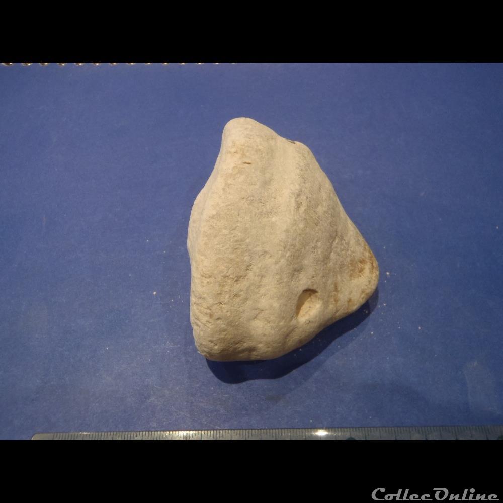 coquillage fossile invertebre eponge indeterminee