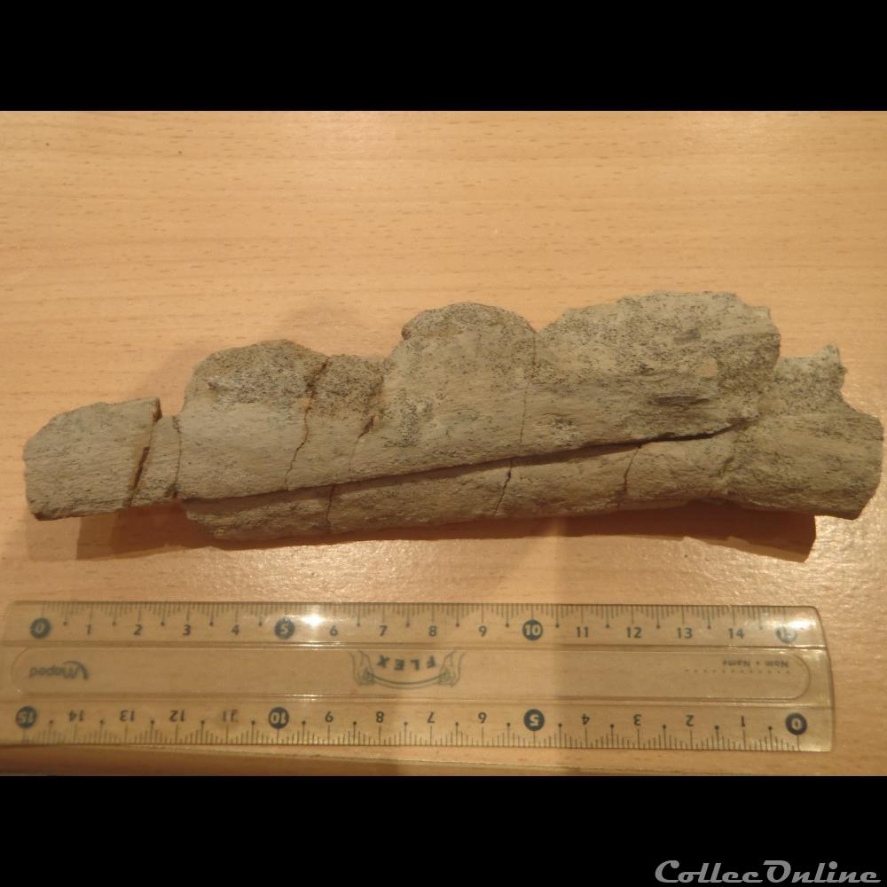 Fragments d'os indéterminé 4 coquillage fossile invertebre fragments os indetermine