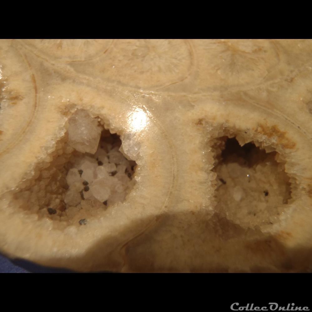 Ammonite indéterminée 5 coquillage fossile invertebre ammonite indeterminee