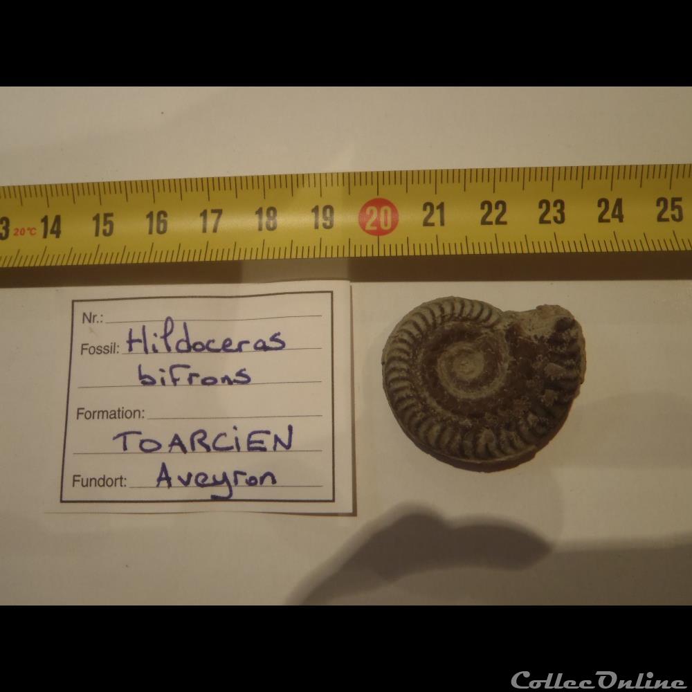 coquillage fossile invertebre hildoceras bifrons