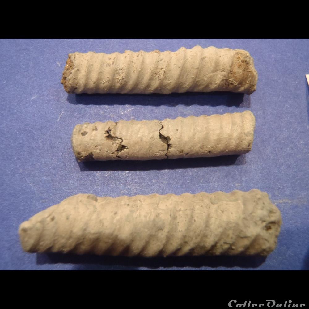 coquillage fossile invertebre hamites rotundus