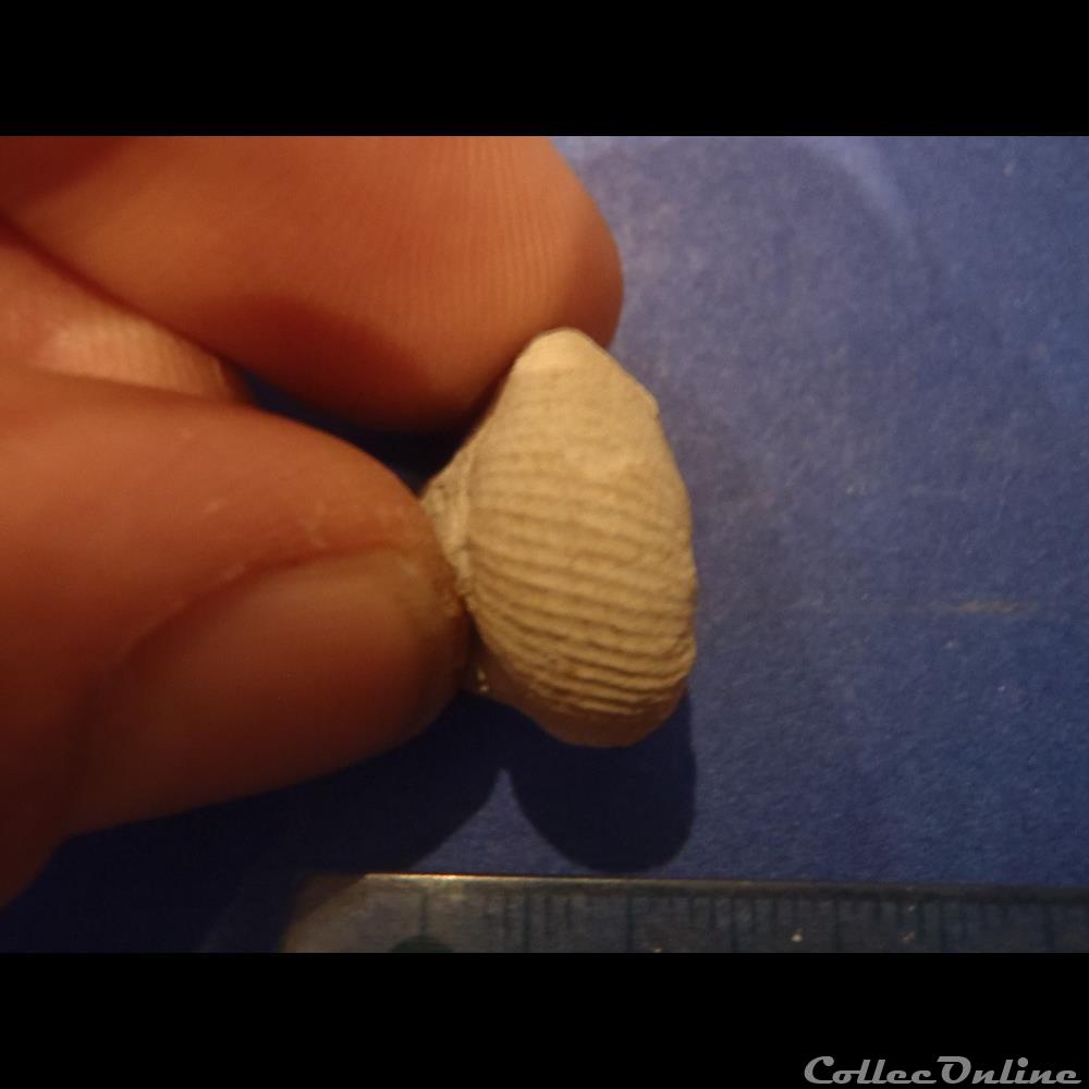 Scaphites aequalis coquillage fossile invertebre scaphites aequalis