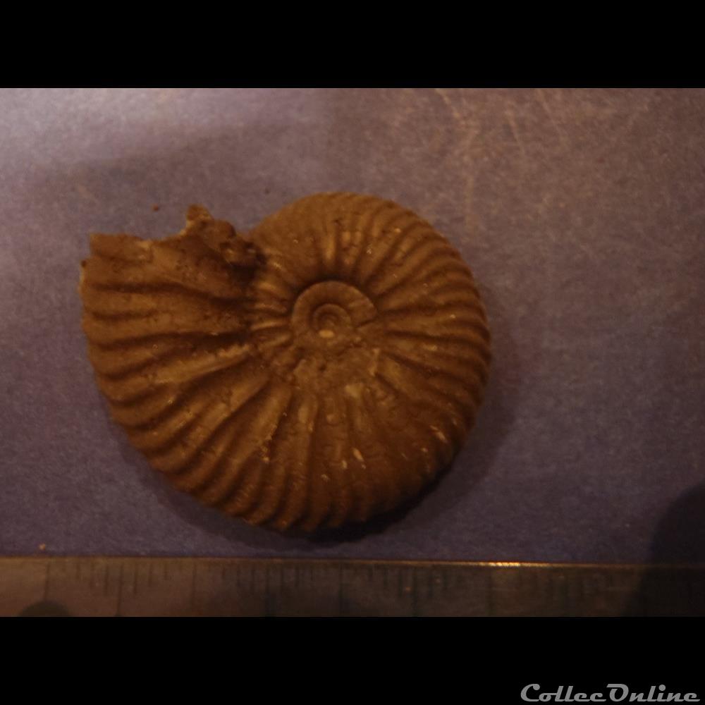 Indéterminé coquillage fossile invertebre indetermine