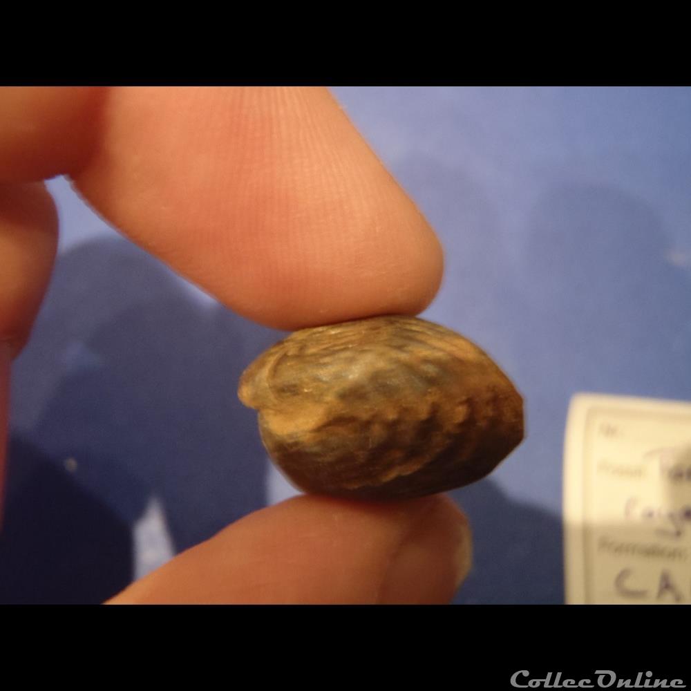 coquillage fossile thorquirynchia royeriana