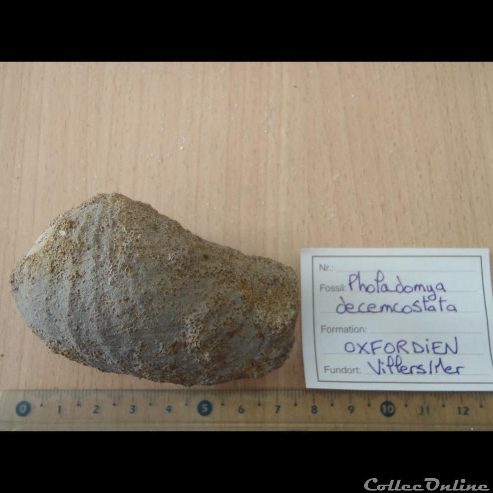 Pholadomya decemcosta 3 coquillage fossile invertebre pholadomya decemcosta