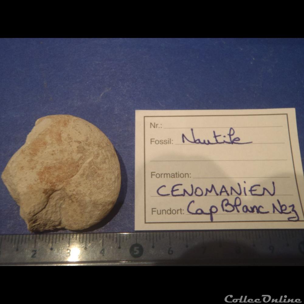 Nautile indéterminé coquillage fossile invertebre nautile indetermine