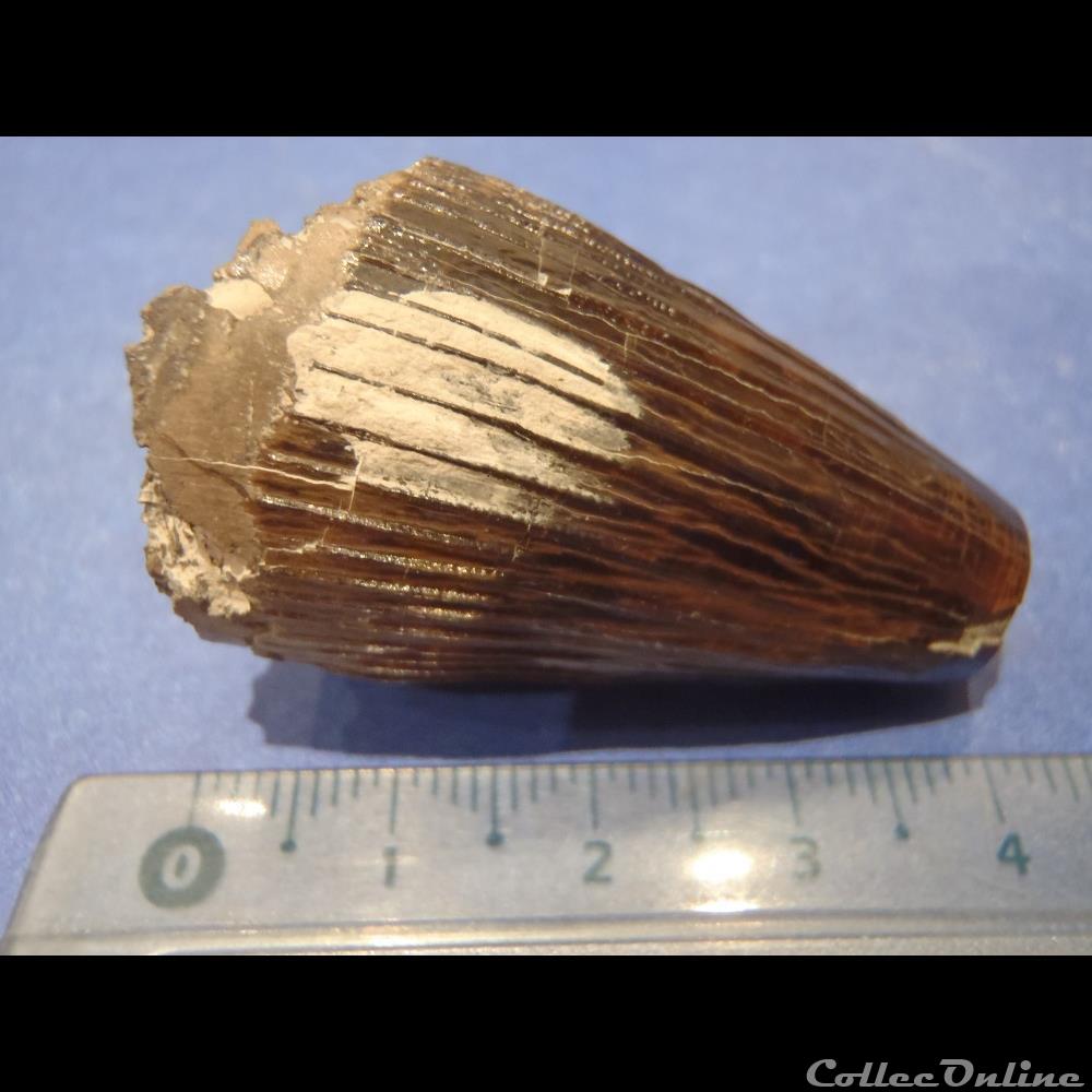 Dent indéterminée coquillage fossile invertebre dent indeterminee