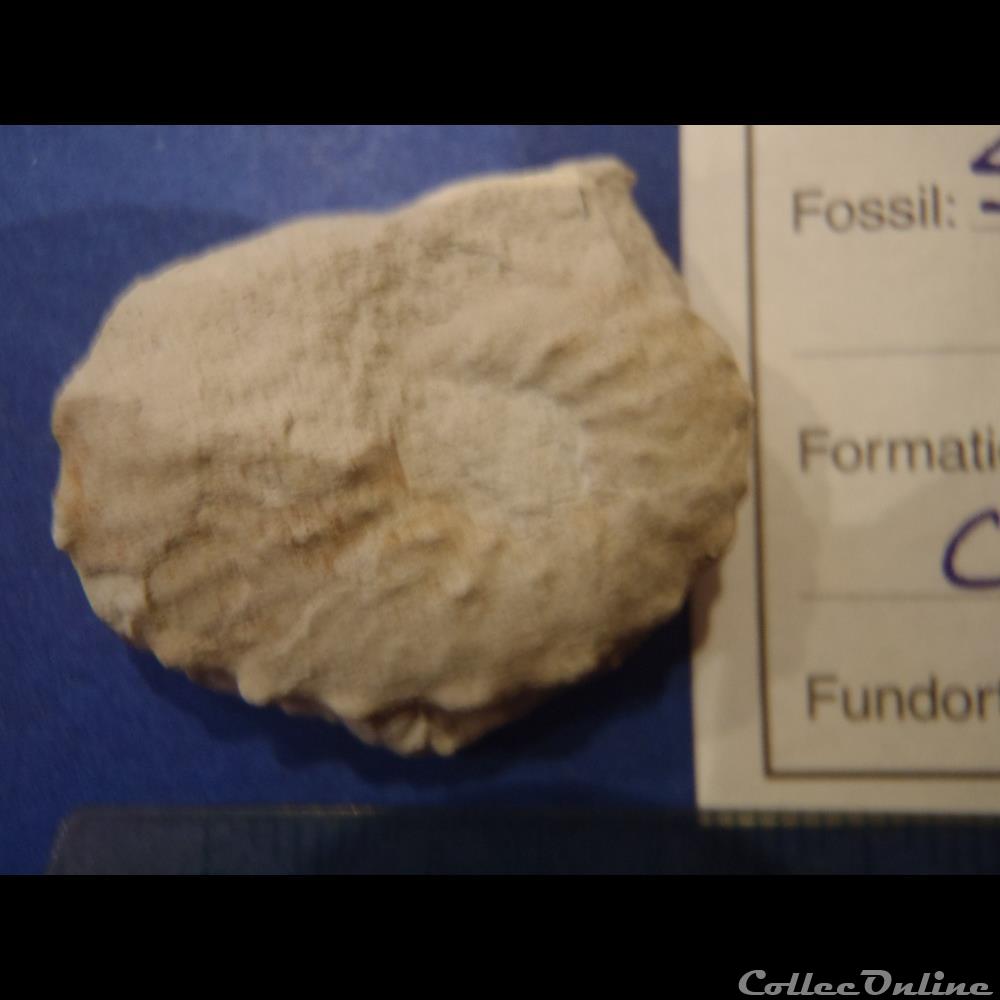 Schloenbachia varians 2 coquillage fossile invertebre schloenbachia varians