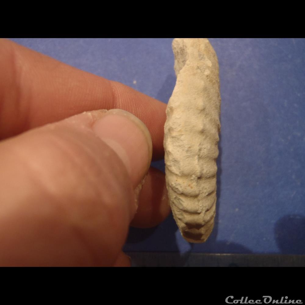 Mantelliceras mantelli 2 coquillage fossile invertebre mantelliceras mantelli