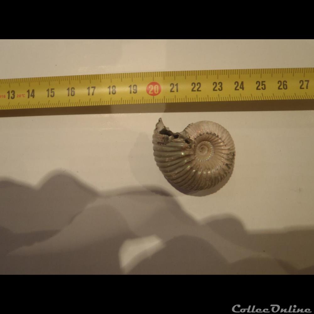 coquillage fossile invertebre cadoceras sp