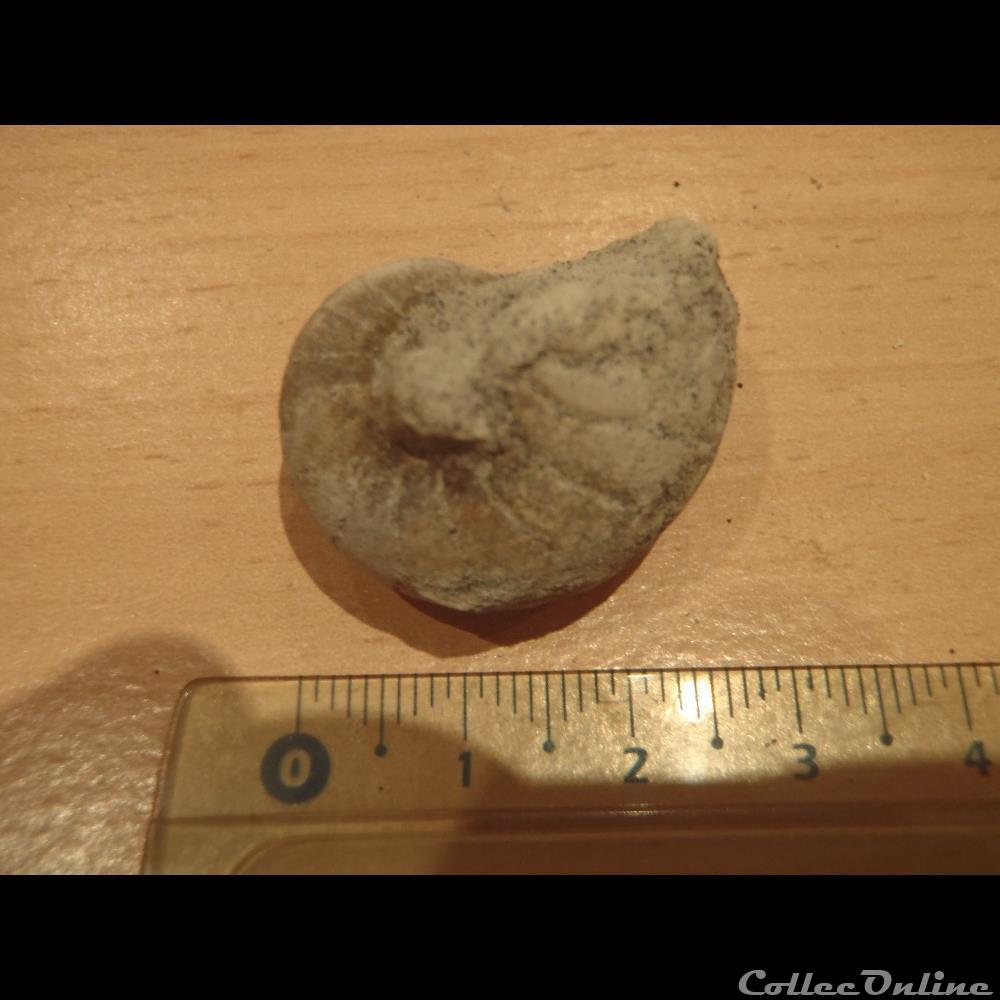 Nautile indéterminé coquillage fossile invertebre nautile indetermine