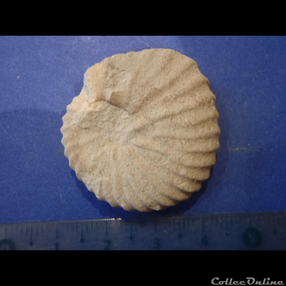 Indéterminé coquillage fossile invertebre indetermine