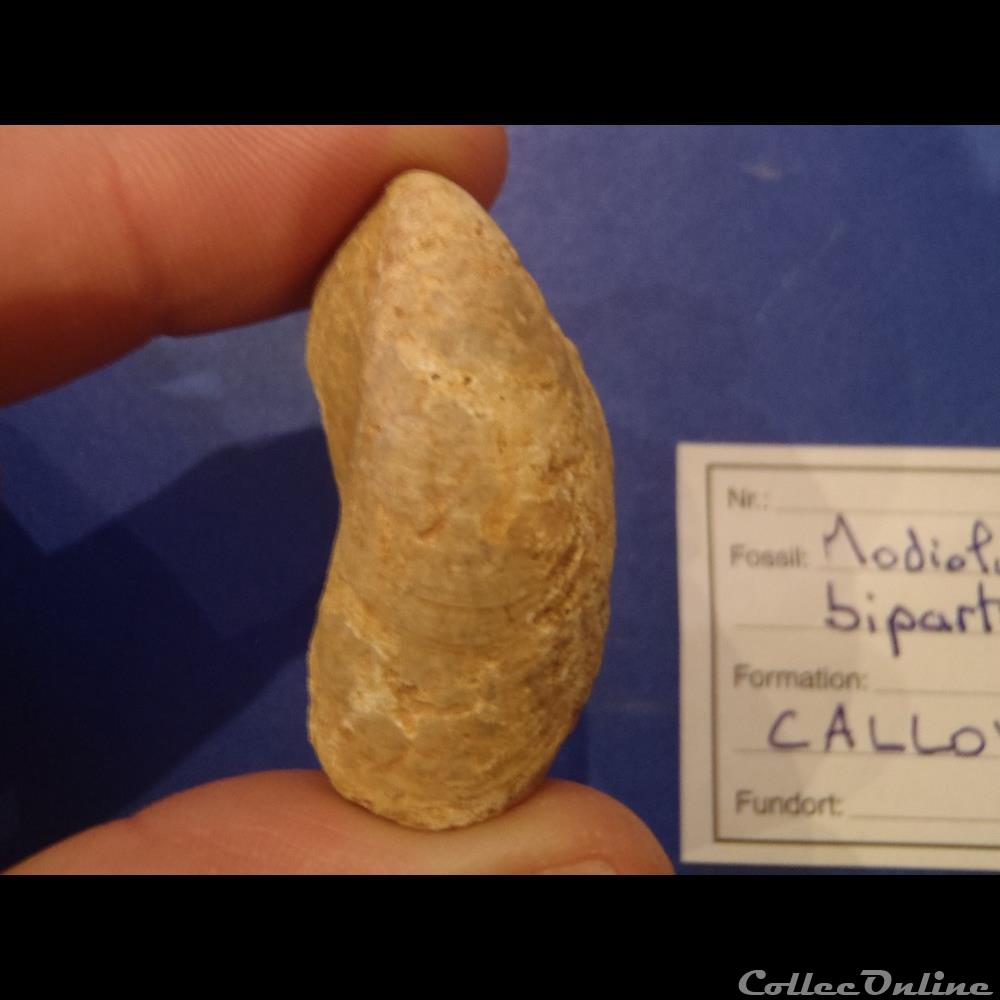 coquillage fossile invertebre modiolus bipartitus