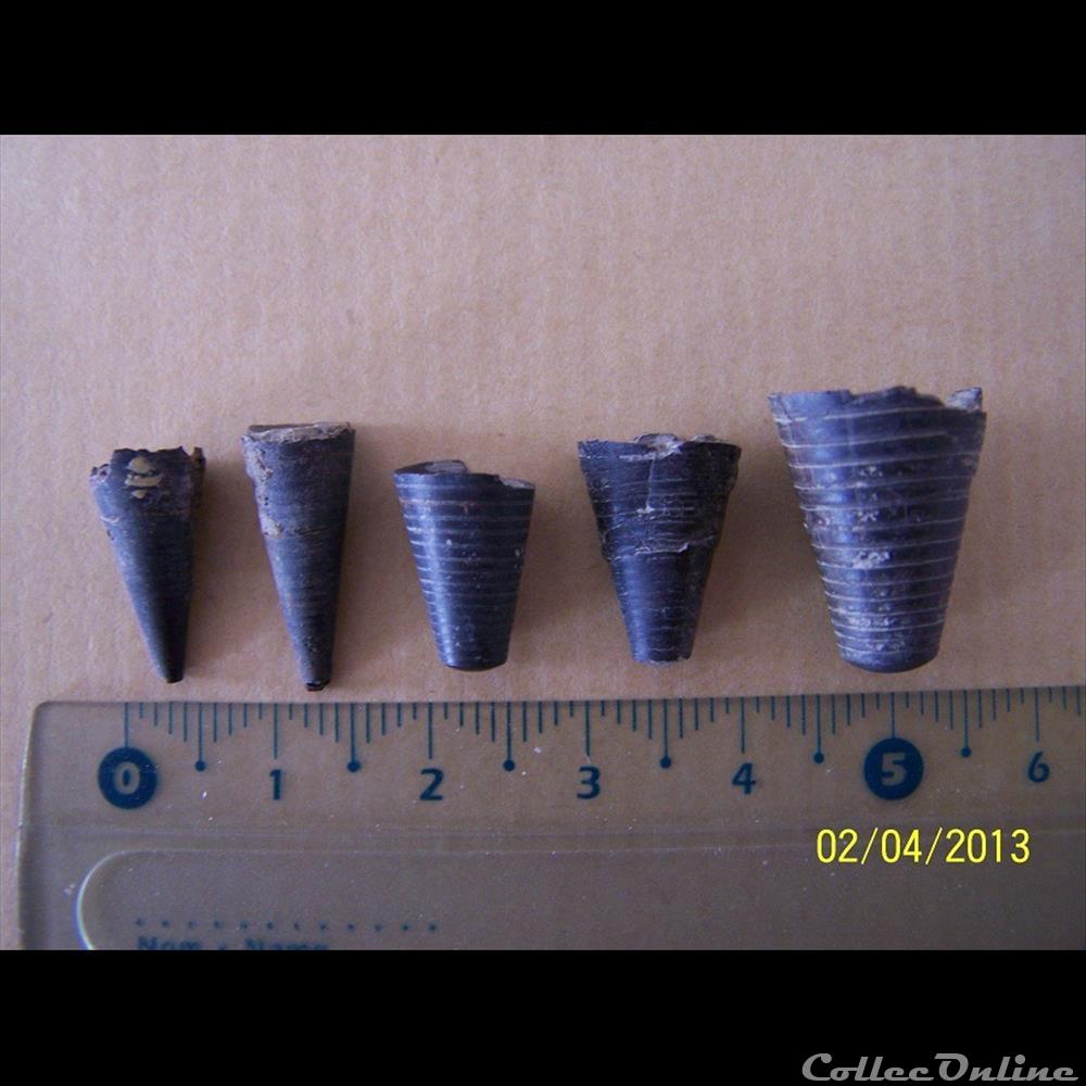 coquillage fossile invertebre phagmocones