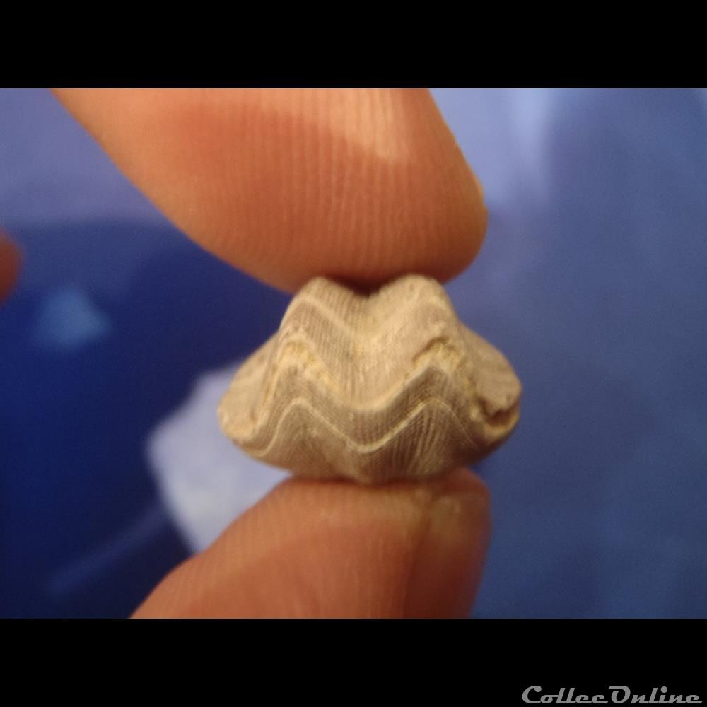 Dictyothyris coartata 2 coquillage fossile invertebre dictyothyris coartata