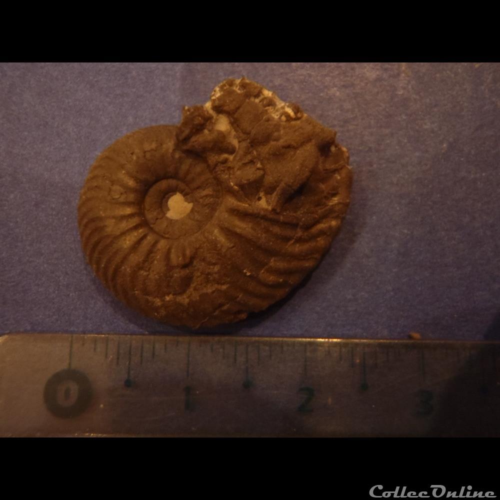 Indéterminé coquillage fossile invertebre indetermine