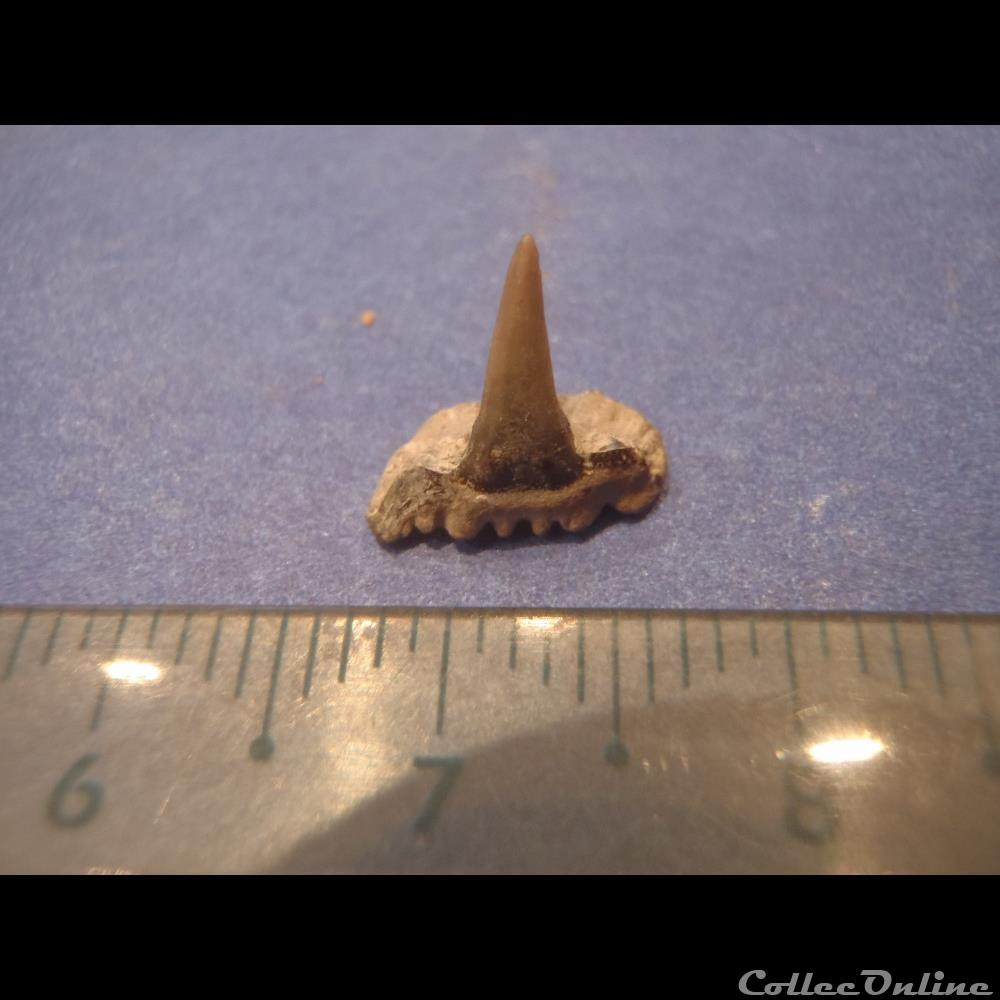 Dent indéterminée 2 3 coquillage fossile invertebre dent indeterminee 2