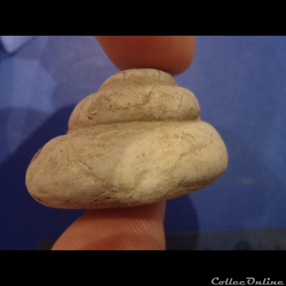 coquillage fossile invertebre pleurotomaria phaedra