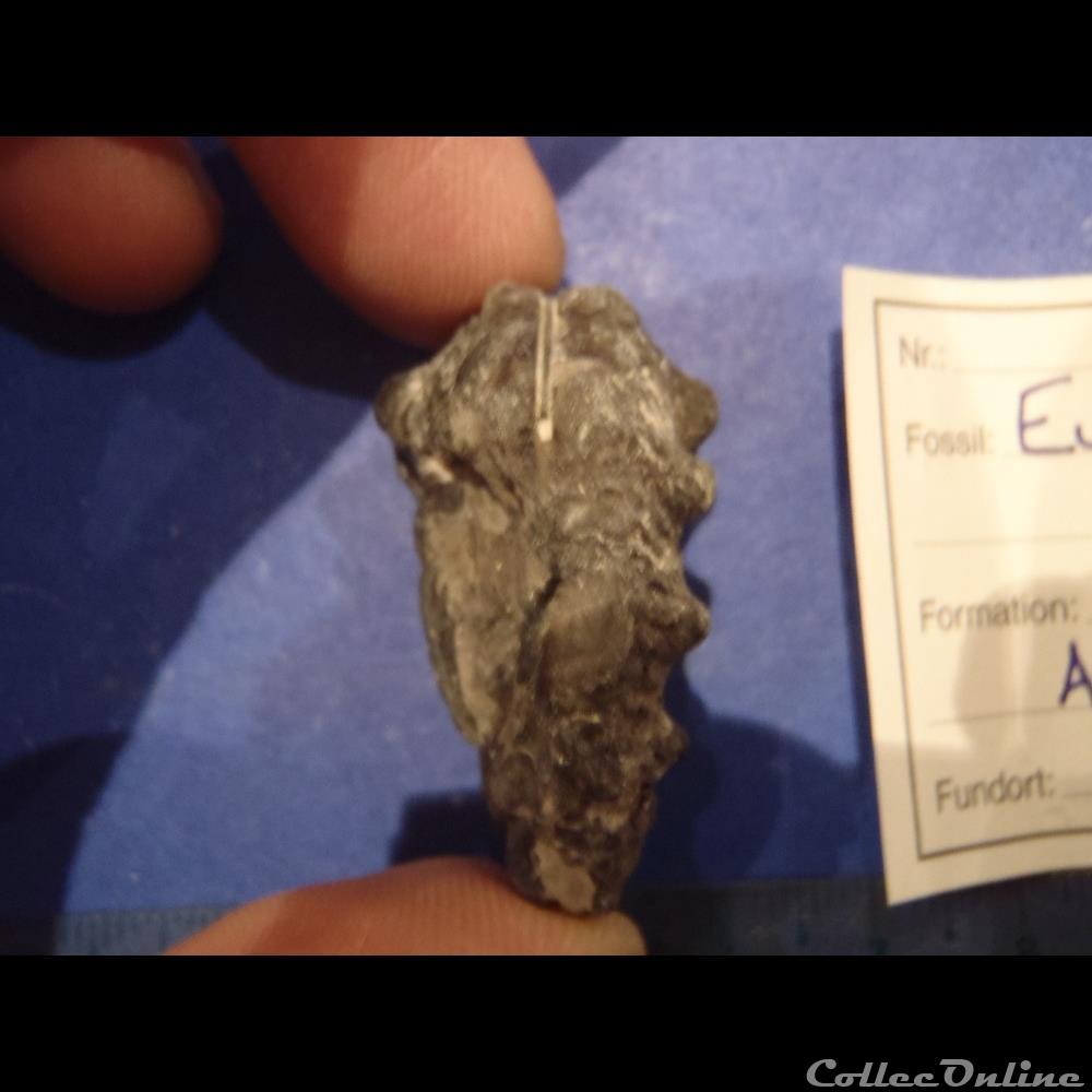 Euhoplites coquillage fossile invertebre euhoplites