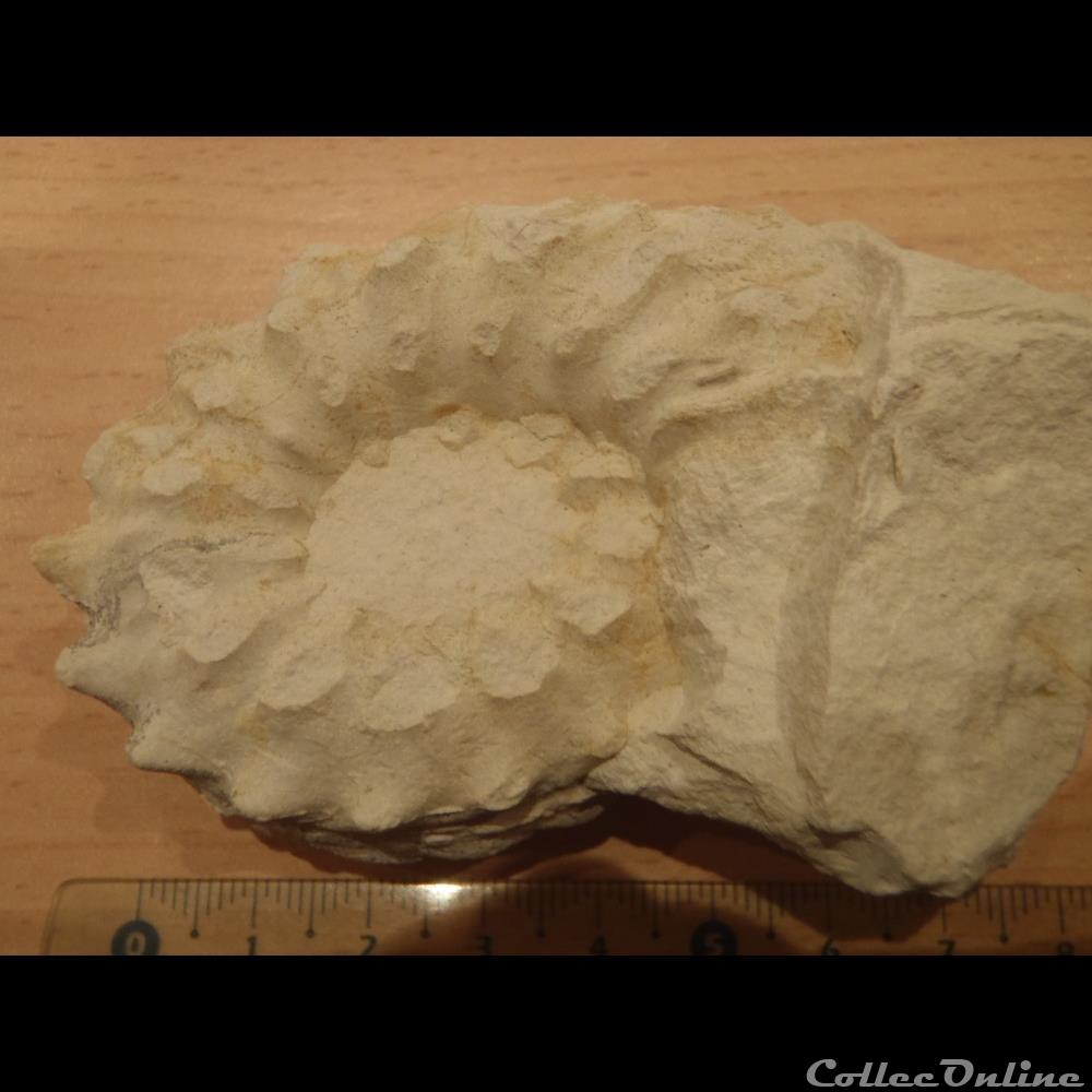 coquillage fossile invertebre schloenbachia varians