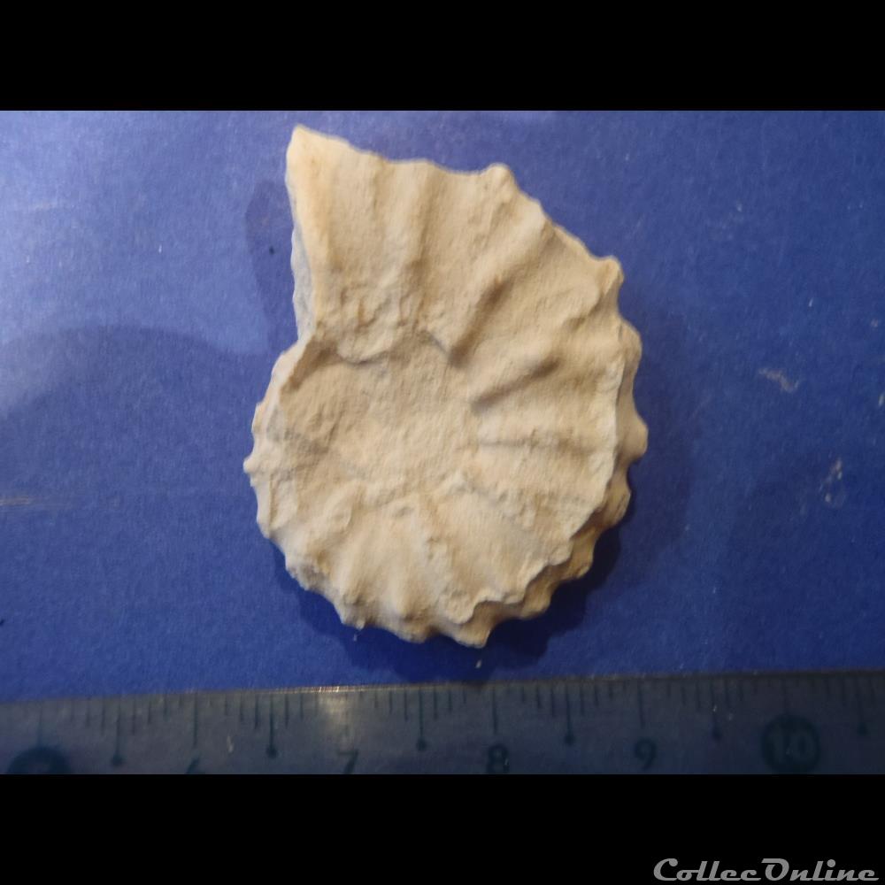 coquillage fossile invertebre acanthoceras