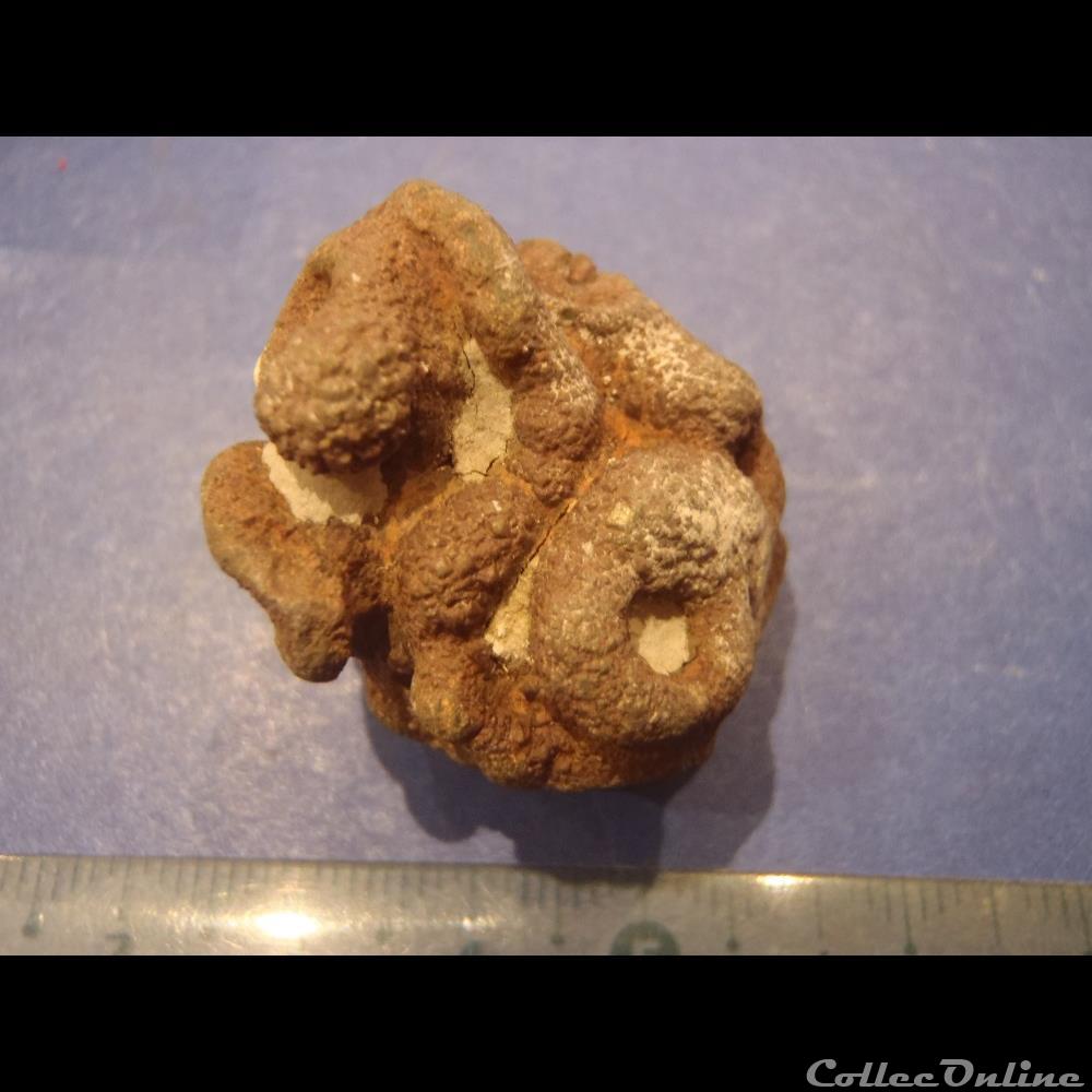 Exanthesis méandrina 3 coquillage fossile invertebre exanthesis meandrina