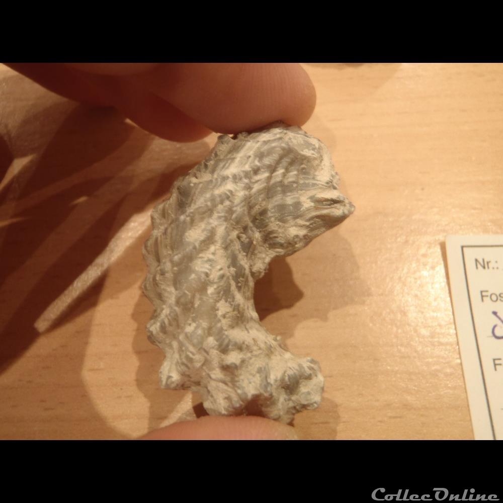 Rastellum diluvianum 2 coquillage fossile invertebre rastellum diluvianum