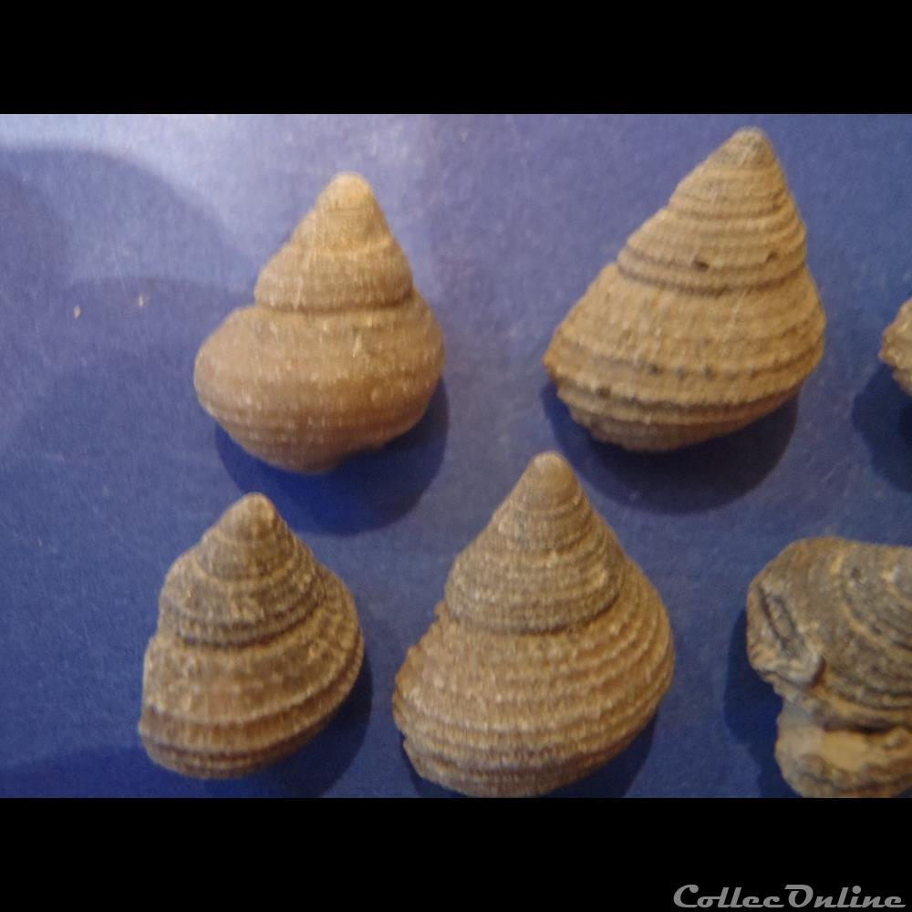 coquillage fossile invertebre encyclus meriani