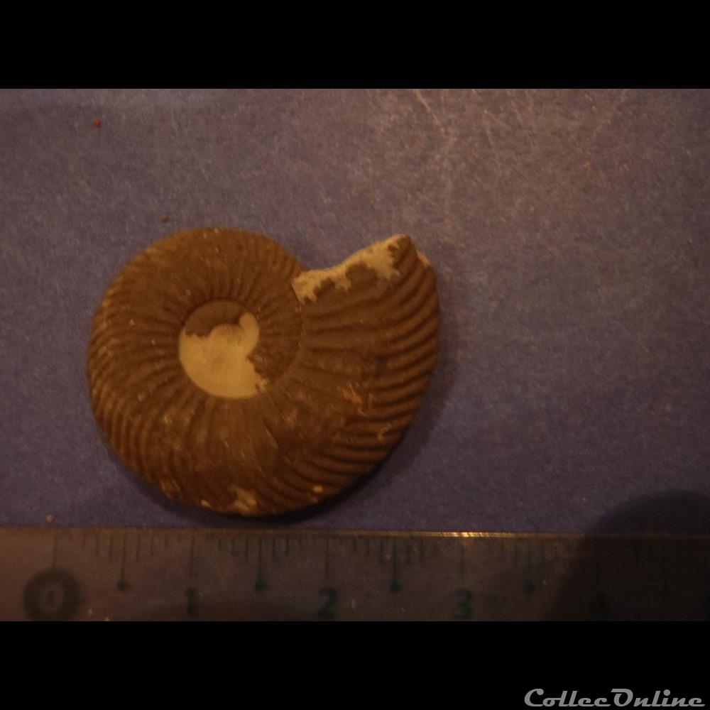 coquillage fossile invertebre indetermine