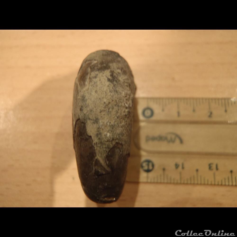 Sowerbyceras 2 coquillage fossile sowerbyceras