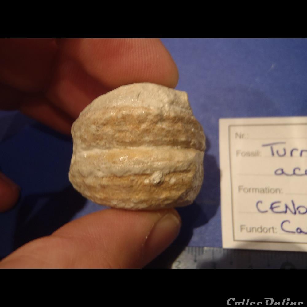 Turrilites acutus coquillage fossile invertebre turrilites acutus