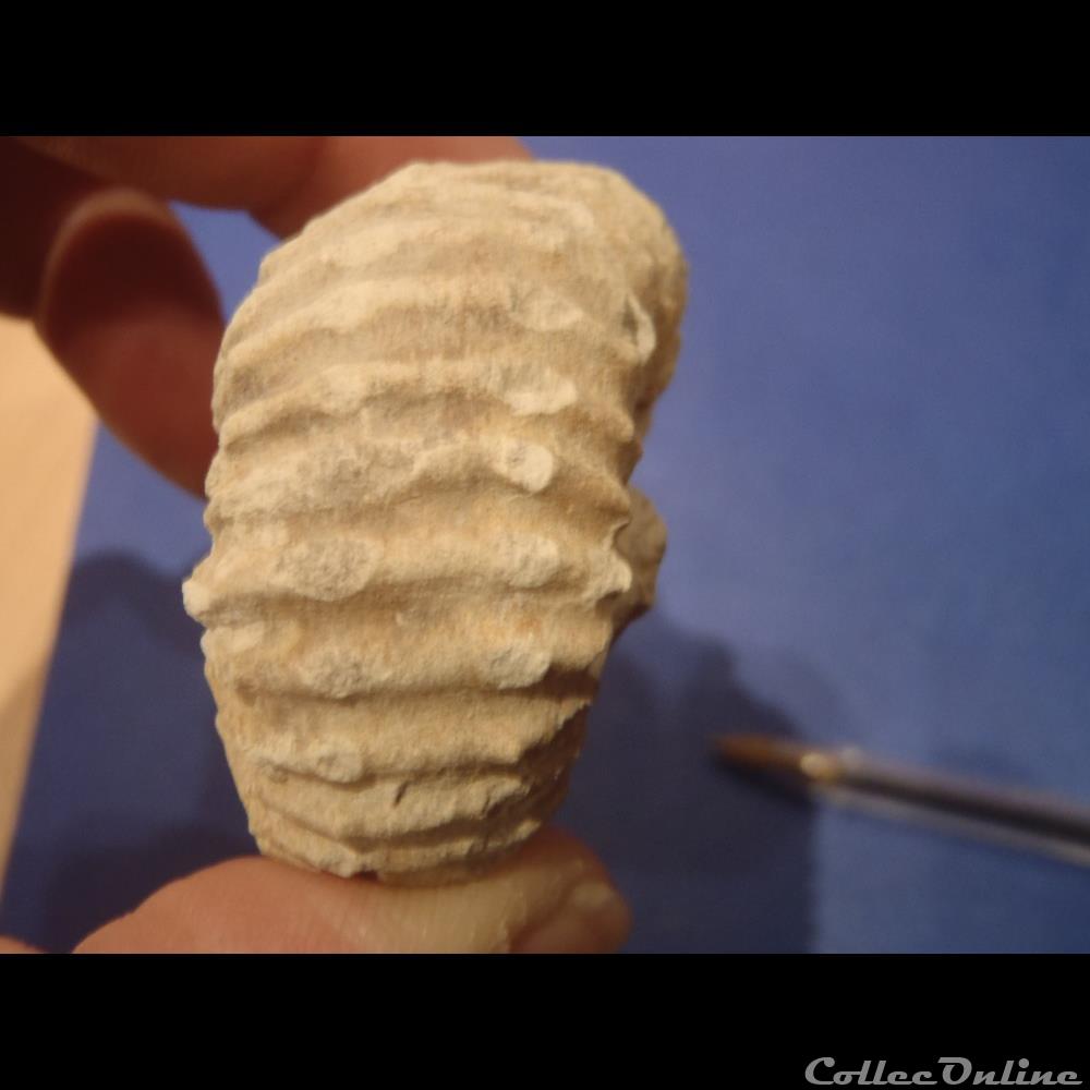 coquillage fossile invertebre mantelliceras sp