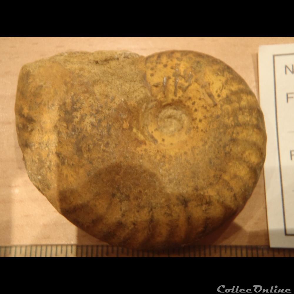 coquillage fossile invertebre cleoniceras besarei 4
