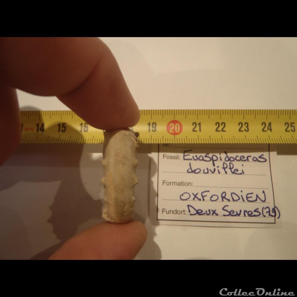 coquillage fossile invertebre euaspidoceras douvillei