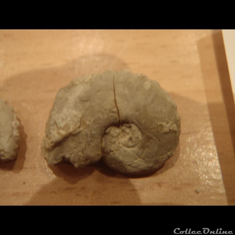 coquillage fossile invertebre creniceras rengeri