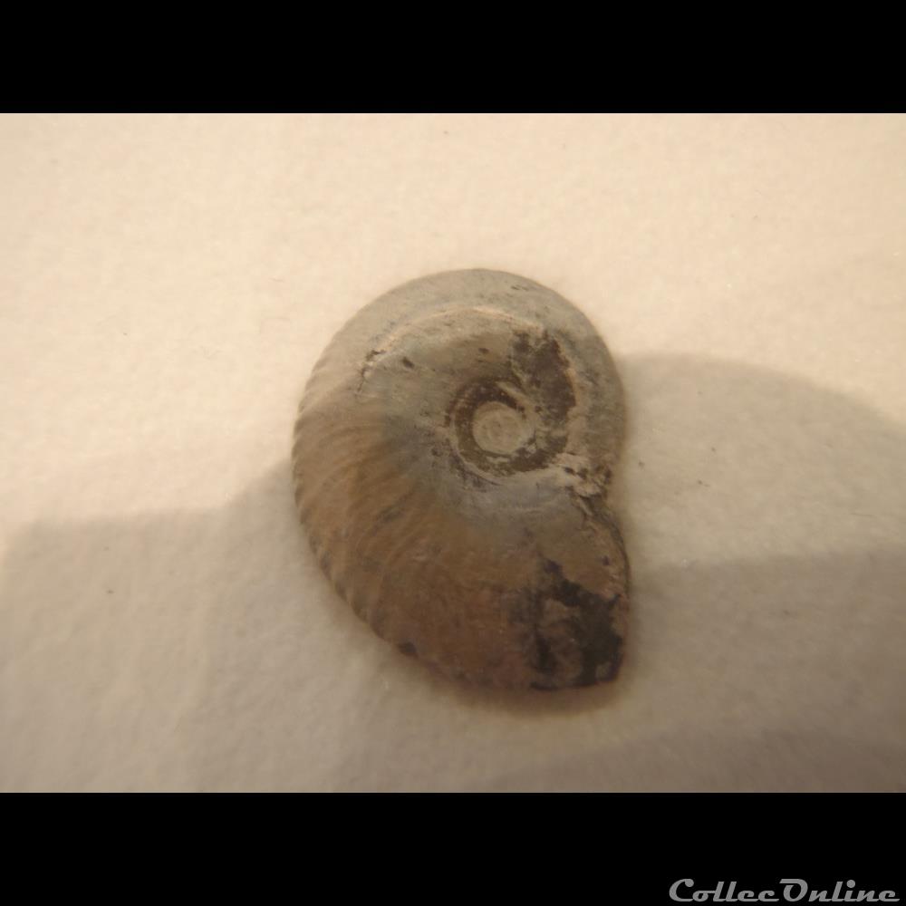coquillage fossile anahoplites