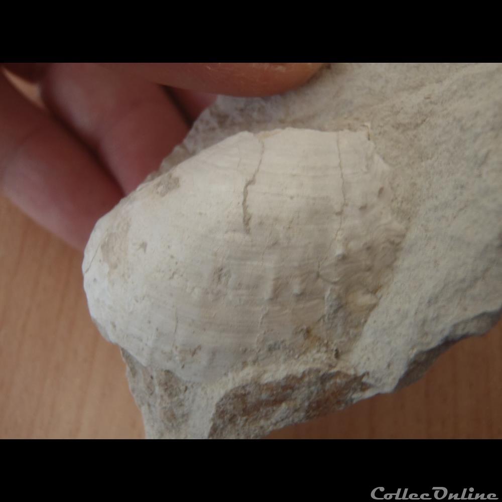 Indéterminé coquillage fossile indetermine