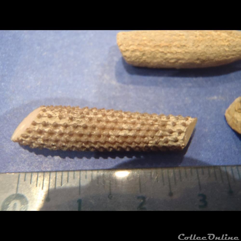 coquillage fossile invertebre cidaris florigemma